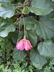 Thespesia grandiflora