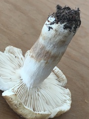 Russula pseudopectinatoides