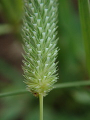 Phleum bertolonii