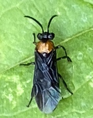 Atomacera decepta