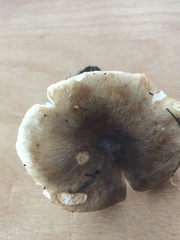 Russula pseudopectinatoides
