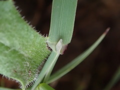 Phleum bertolonii