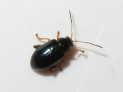 Aphthona nonstriata