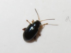 Aphthona nonstriata