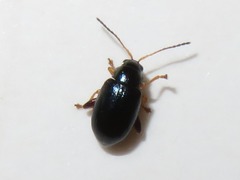 Aphthona nonstriata