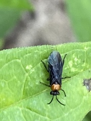 Atomacera decepta