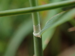 Phleum bertolonii