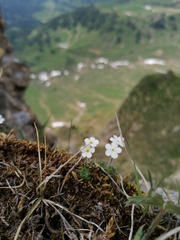 Androsace chamaejasme