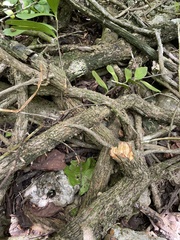 Trichostigma octandrum