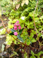 Kalmia polifolia