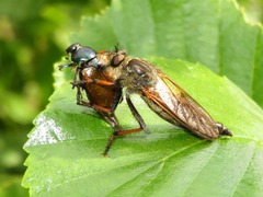 Pamponerus germanicus