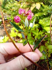 Kalmia polifolia