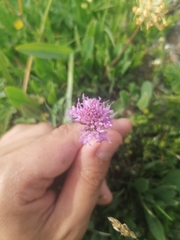 Traunsteinera globosa