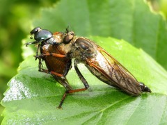 Pamponerus germanicus