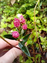 Kalmia polifolia