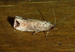 Notocelia culminana