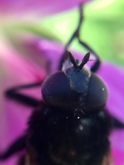 Merodon equestris