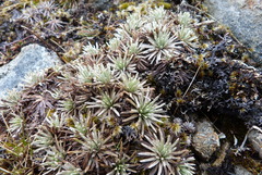 Celmisia sessiliflora