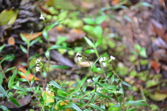 Epidendrum fimbriatum