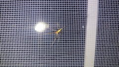 Tetragnatha straminea