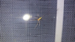 Tetragnatha straminea