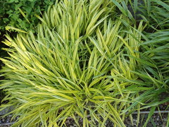 Hakonechloa macra