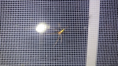 Tetragnatha straminea