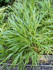 Hakonechloa macra