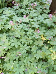 Geranium × cantabrigiense