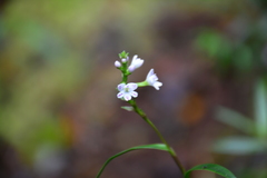 Epidendrum fimbriatum