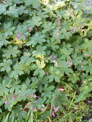 Geranium × cantabrigiense