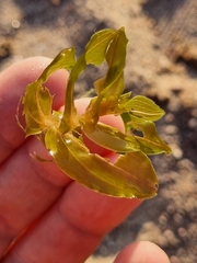Potamogeton perfoliatus