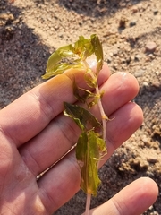 Potamogeton perfoliatus