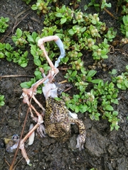 Triprion spatulatus