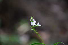 Epidendrum fimbriatum