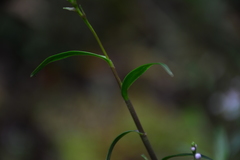 Epidendrum fimbriatum