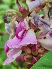 Canavalia septentrionalis