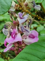 Canavalia septentrionalis