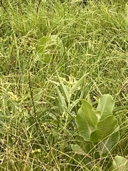 Asclepias latifolia