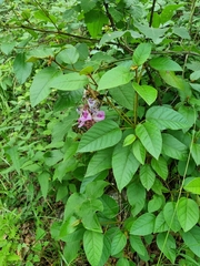 Canavalia septentrionalis