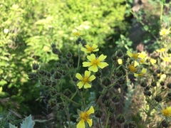 Potentilla recta obscura