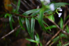 Epidendrum fimbriatum