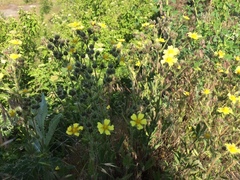 Potentilla recta obscura