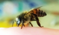 Apis mellifera
