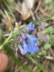 Mertensia viridis
