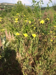 Potentilla recta obscura