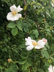 Rosa balsamica