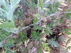 Potentilla recta obscura