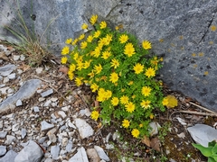 Chrysactinia truncata