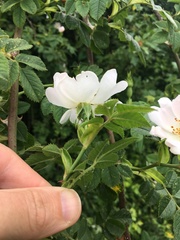 Rosa balsamica
